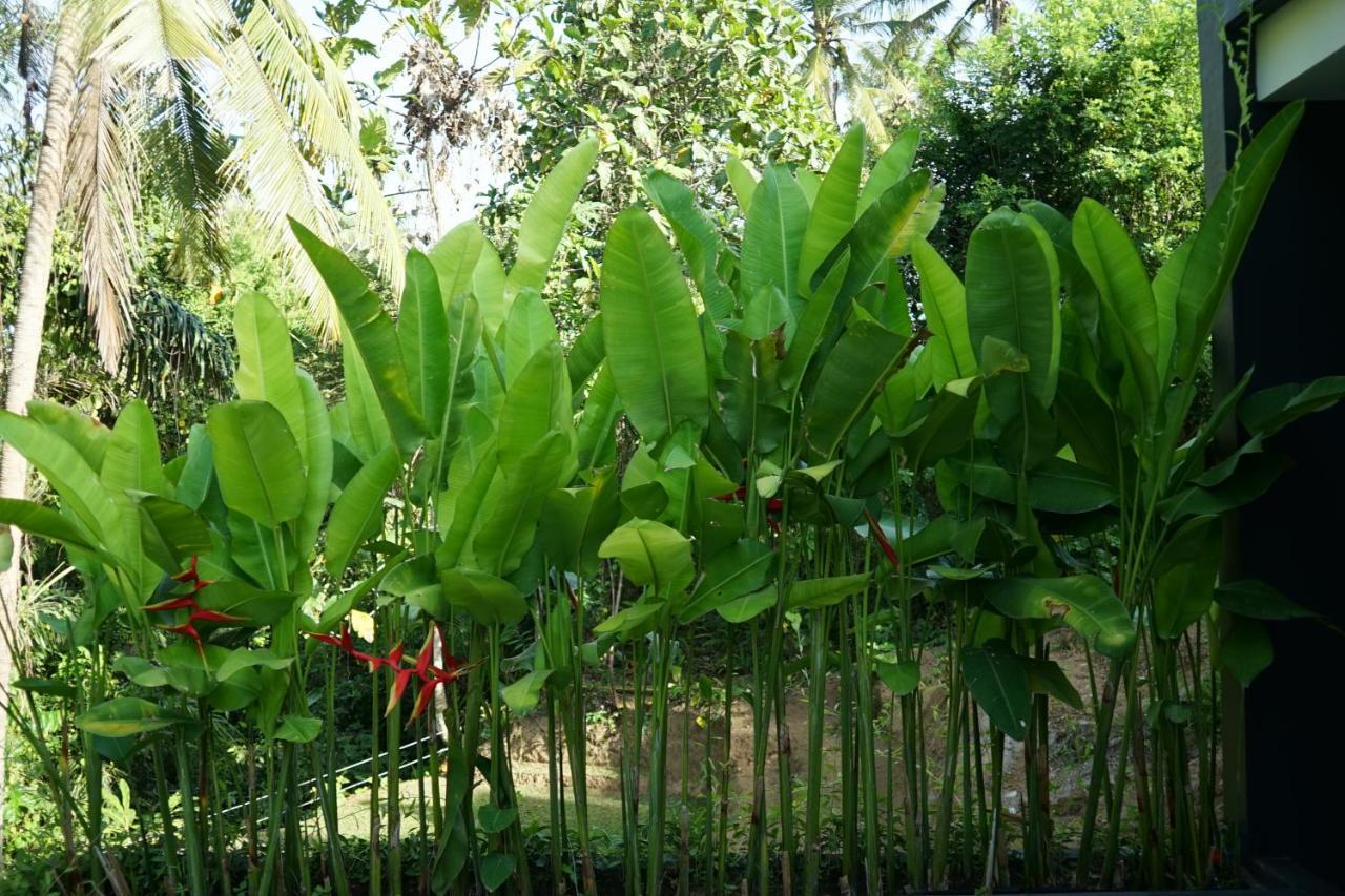 Six Cubes Ubud Hotel Bagian luar foto